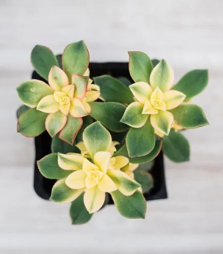 Mixed Succulent Flat: 20 (4in) Succulents