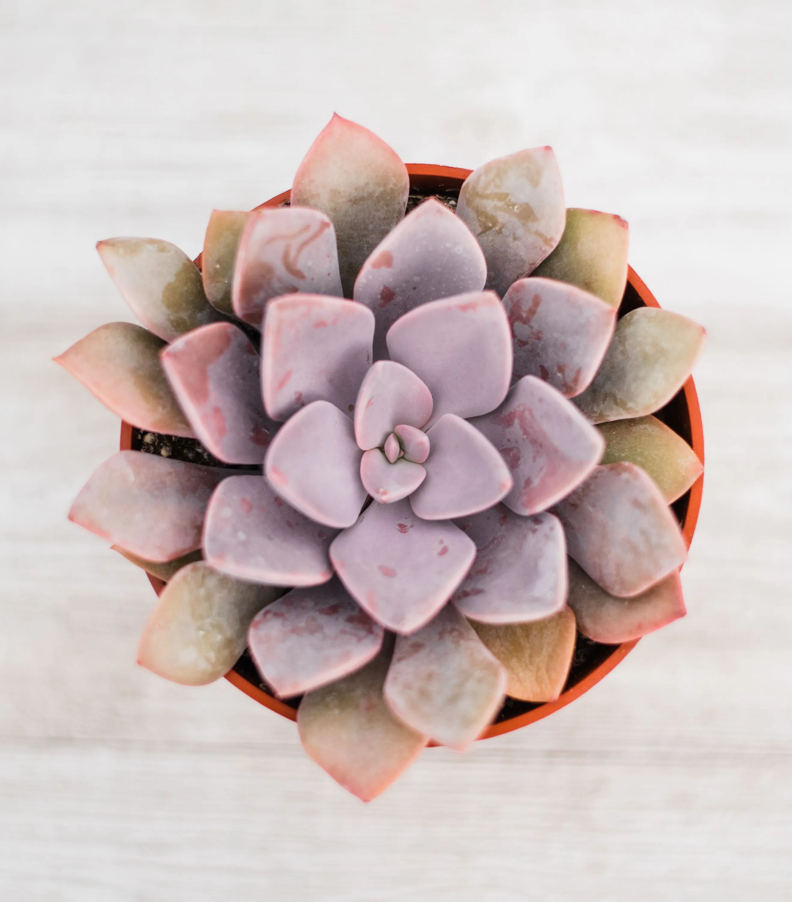 Mixed Succulent Flat: 20 (4in) Succulents