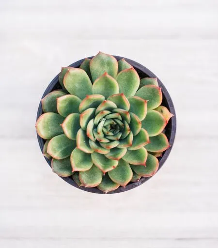 Mixed Succulent Flat: 20 (4in) Succulents
