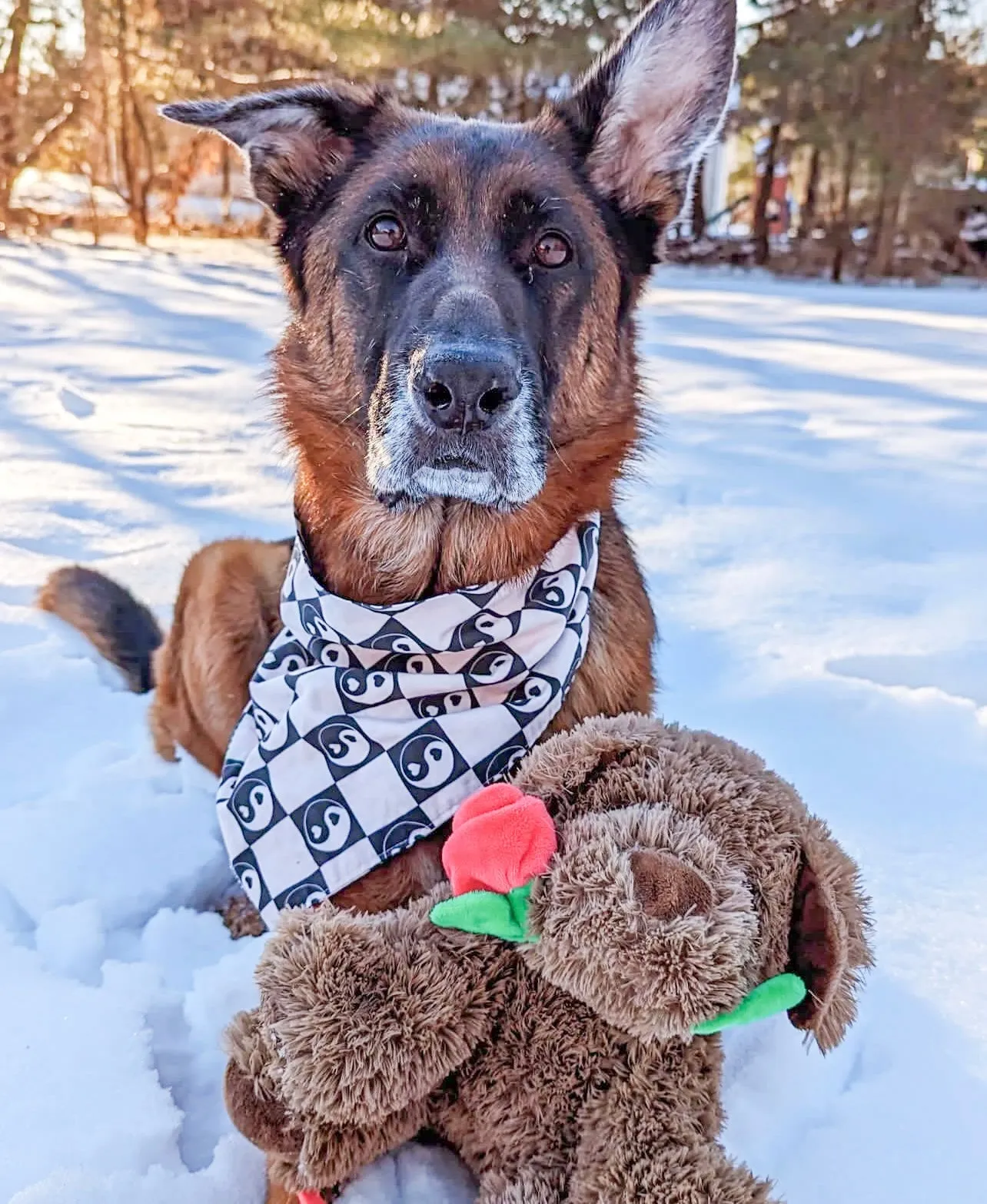 Peace Dog Bandana - Mental Health Collection